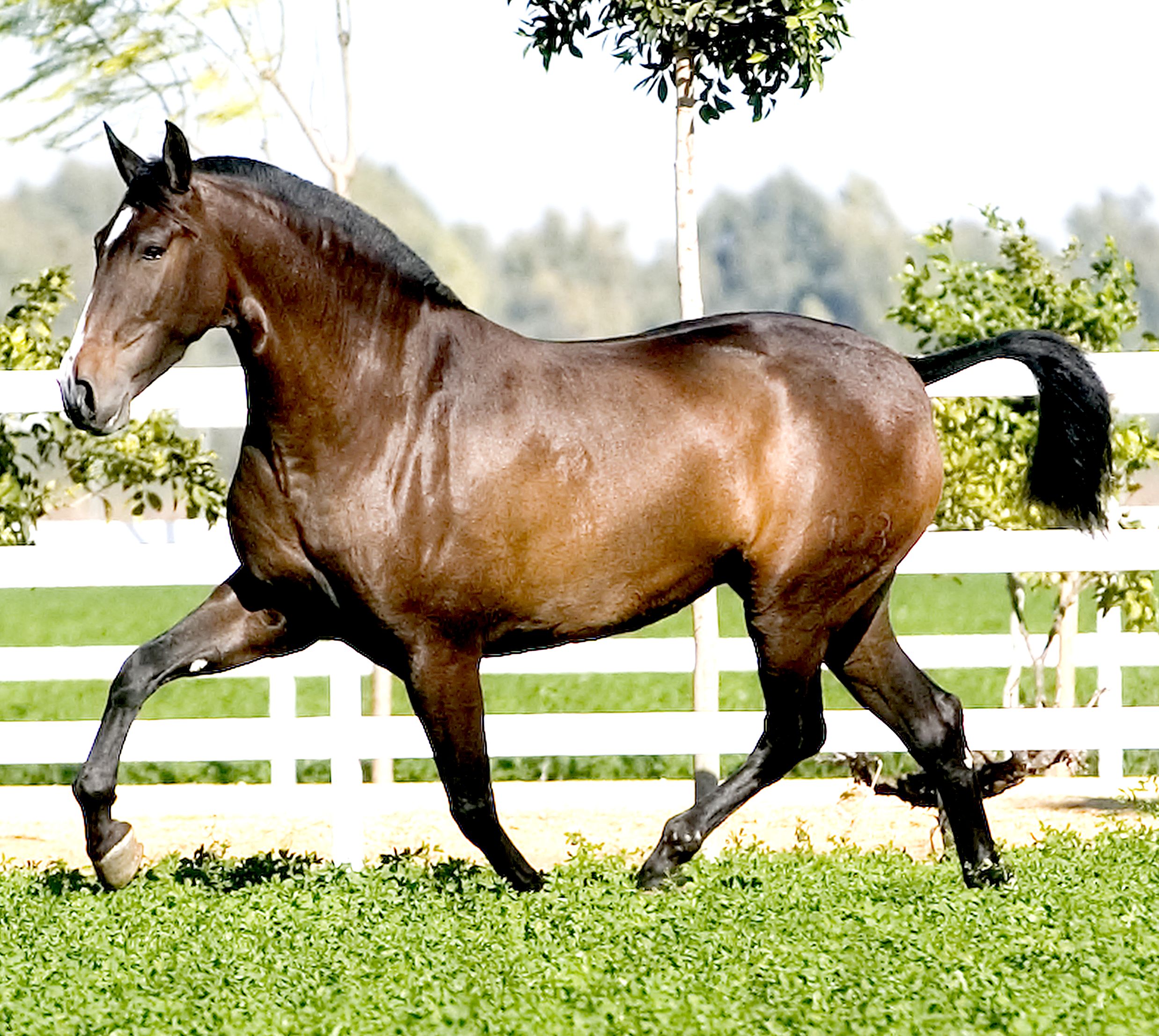 Caballo de raza pura